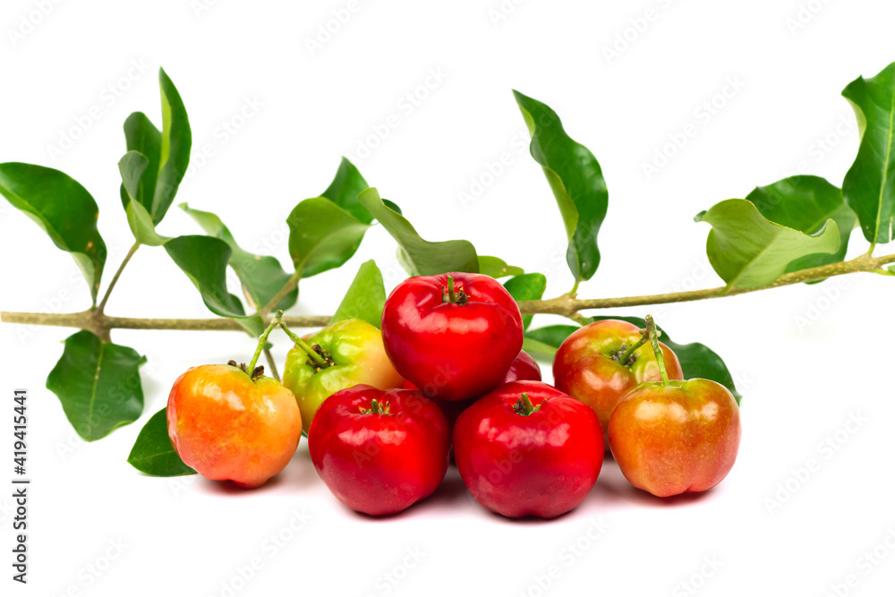 Pile of Acerola Cherry or Barbados Cherry with branch isolated on white background. Pile of Acerola Cherry or Barbados Cherry with branch isolated on white background.