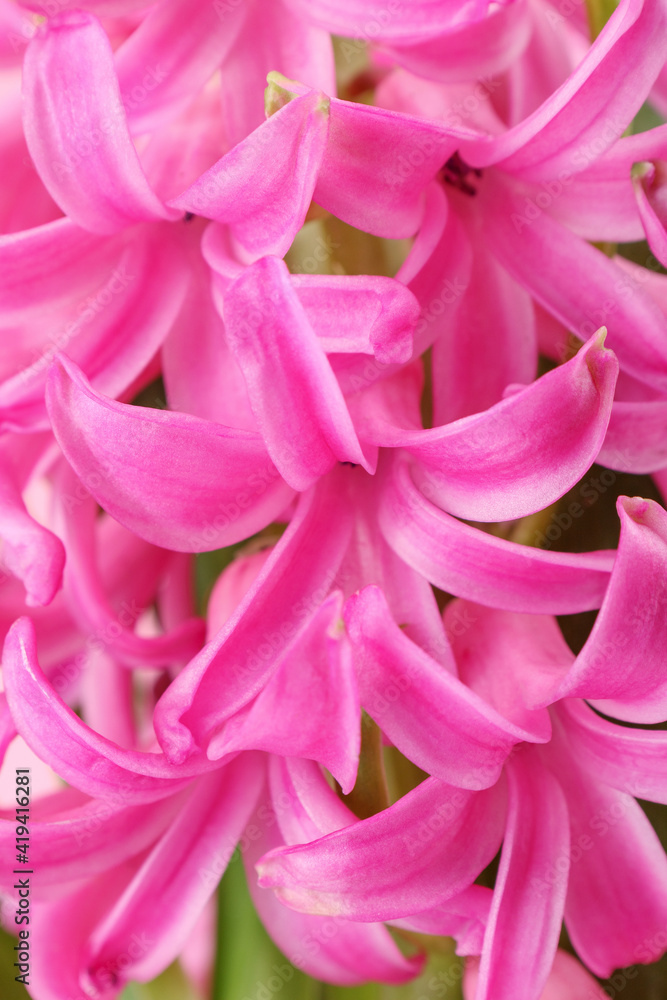 Fototapeta premium Close up of pink Hyacinth flowers as background. First spring fragrant flowering plant.