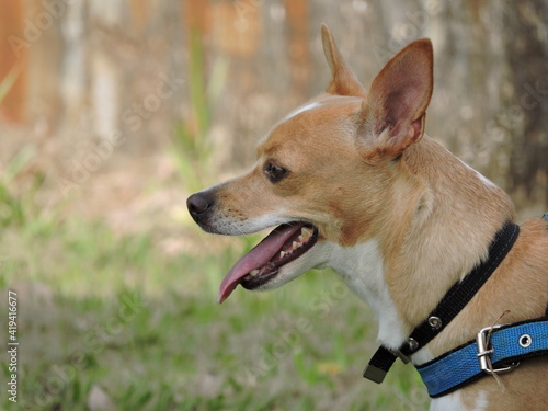 Cute caramel dog wearing blue and black collar with tongue hanging out in the foreground with blurred background