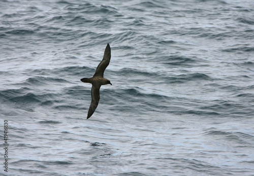 Schlegels Stormvogel, Atlantic Petrel, Pterodroma incerta photo
