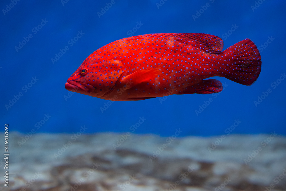 Obraz premium Coral hind grouper (Cephalopholis miniata) in the aquarium.