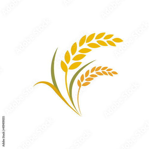 ears of wheat