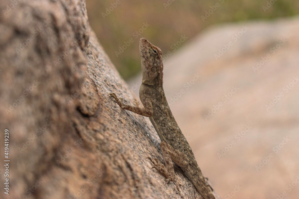 Lizard Camouflage over Rocks, Hampi, India Lizard Camouflage over Rocks, Hampi, India