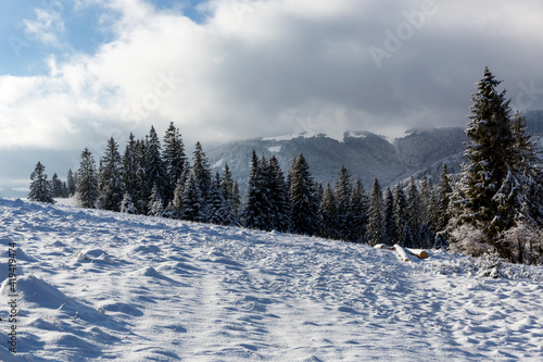snow-covered meadow in Carpathian mountains