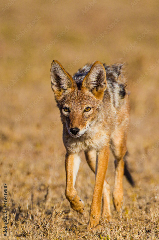 Black-backed Jackal running around the outskirts of a waterhole Black-backed Jackal running around the outskirts of a waterhole
