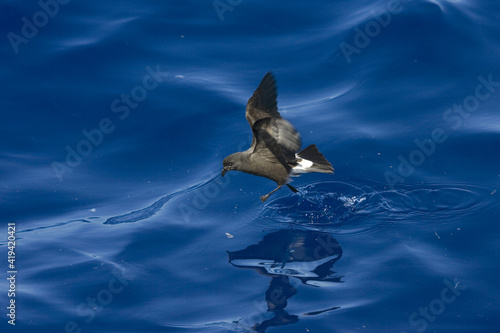 Band-rumped Storm-petrel, Madeirastormvogeltje, Oceanodroma castro photo