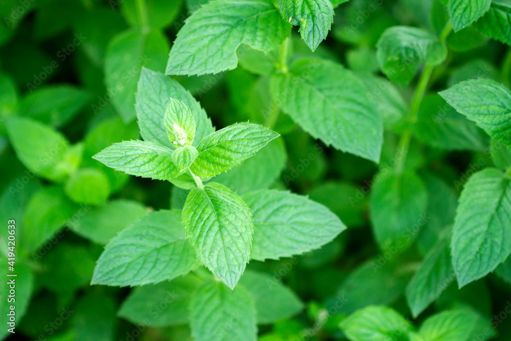 Close up of beautiful fresh mint in the garden Close up of beautiful fresh mint in the garden