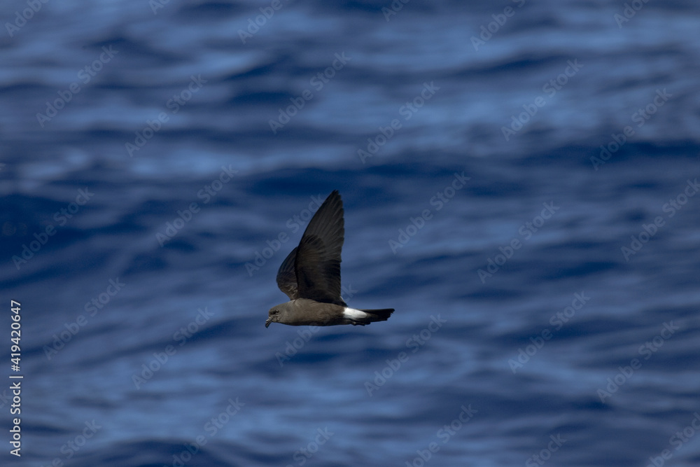 Fototapeta premium Band-rumped Storm-petrel, Madeirastormvogeltje, Oceanodroma castro