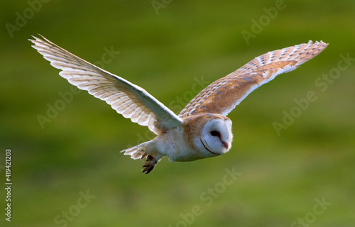 Obraz na płótnie Kerkuil, Barn Owl,Tyto alba w salonie
