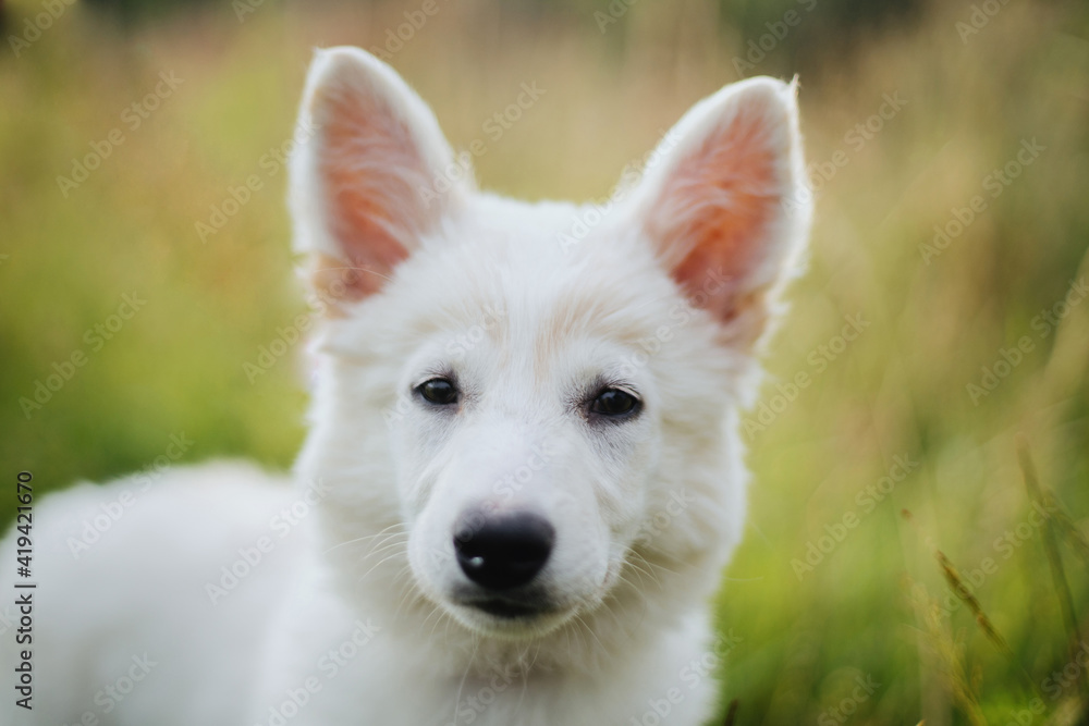 Cute white puppy portrait in warm sunny light among grass in summer meadow. Fluffy swiss shepherd