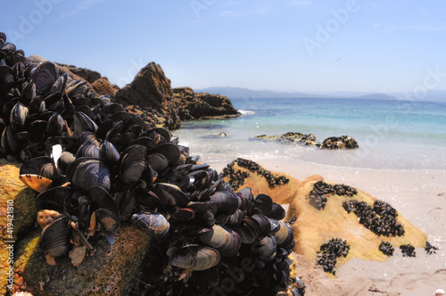 mussels on the rock