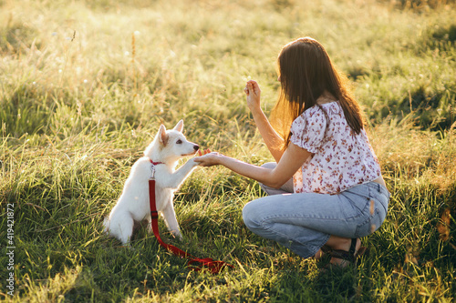 Woman training cute white puppy to behave and new tricks in summer meadow in sunset light. Teamwork photo