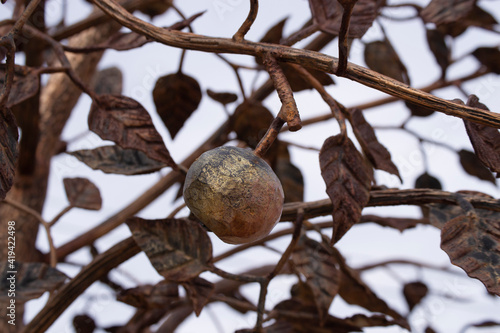 View of a part of a metal forged apple tree with leaves and fruits made of yellow metal. 