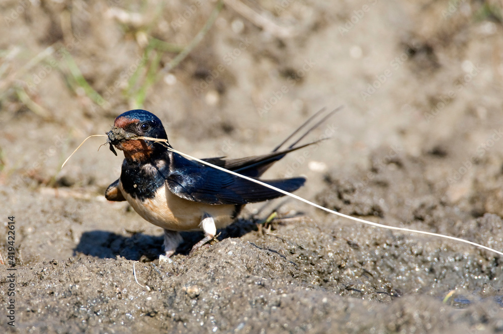 Boerenzwaluw, Barn Swallow, Hirundo rustica