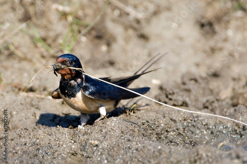 Obraz na płótnie Boerenzwaluw, Barn Swallow, Hirundo rustica w salonie