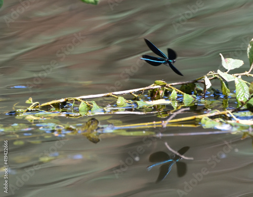 A shiny Banded demoiselle dragonfly sitting on a leaf observes its habitat