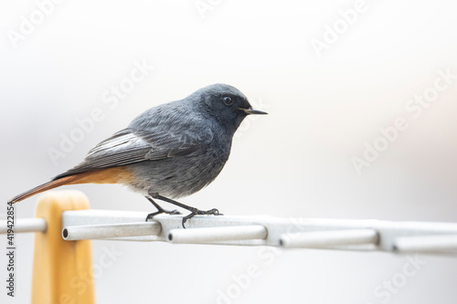 Male black redstart perched on a television aerial.