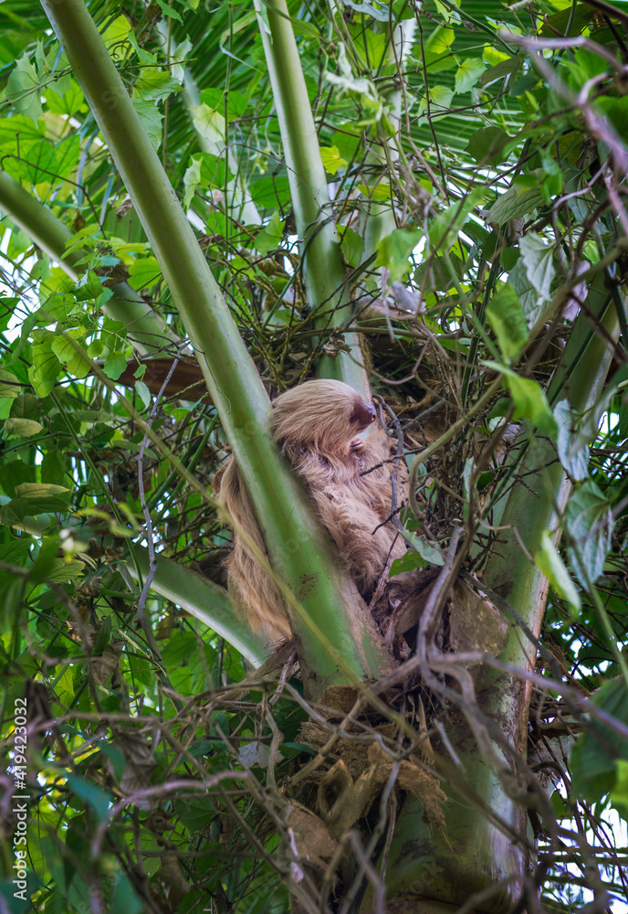 Obraz premium Sloth in nature habitat is sleaping on the palm. Hoffman’s Two-toed Sloth, Choloepus hoffmanni. Cute animal in the habitat, Costa Rica. Wildlife in jungle. Central America.