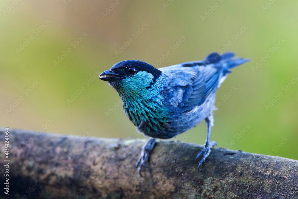 Heines Tangare, Black-capped Tanager, Tangara heinei