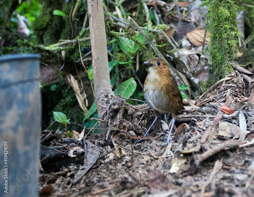 Caldasmierpitta, Brown-banded Antpitta, Grallaria milleri photo