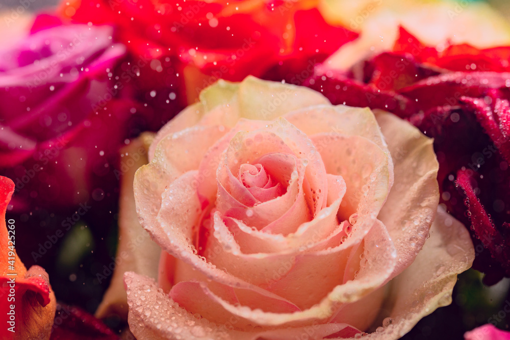 pink rose with water drops pink rose with water drops