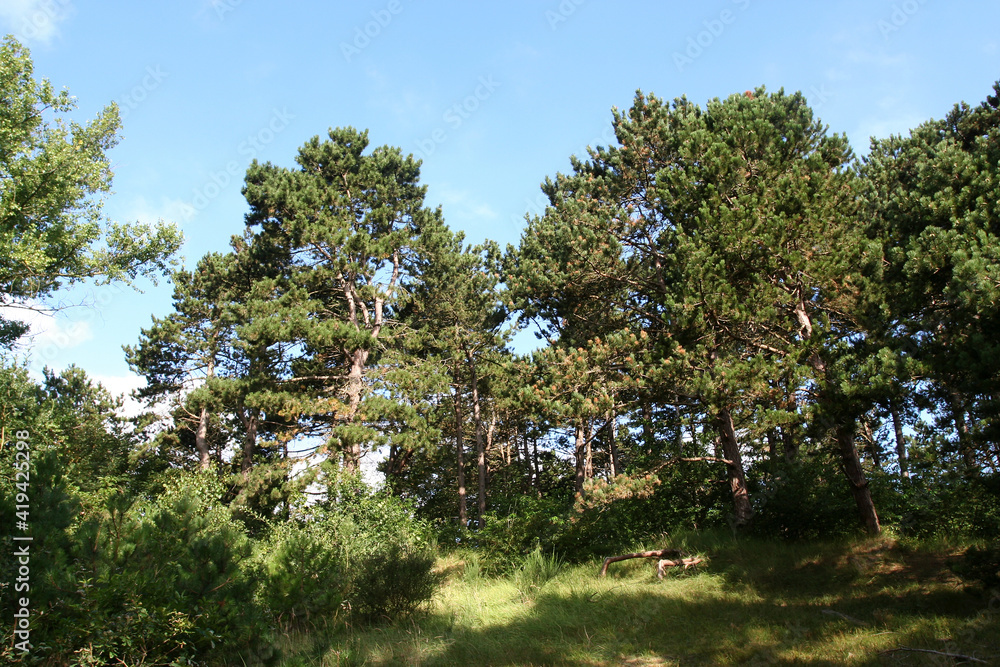 Coastal Pine woods Netherlands, Kust Dennenbossen Nederland