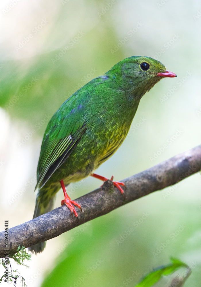Obraz premium Groen-zwarte Cotinga, Green-and-black Fruiteater, Pipreola riefferii