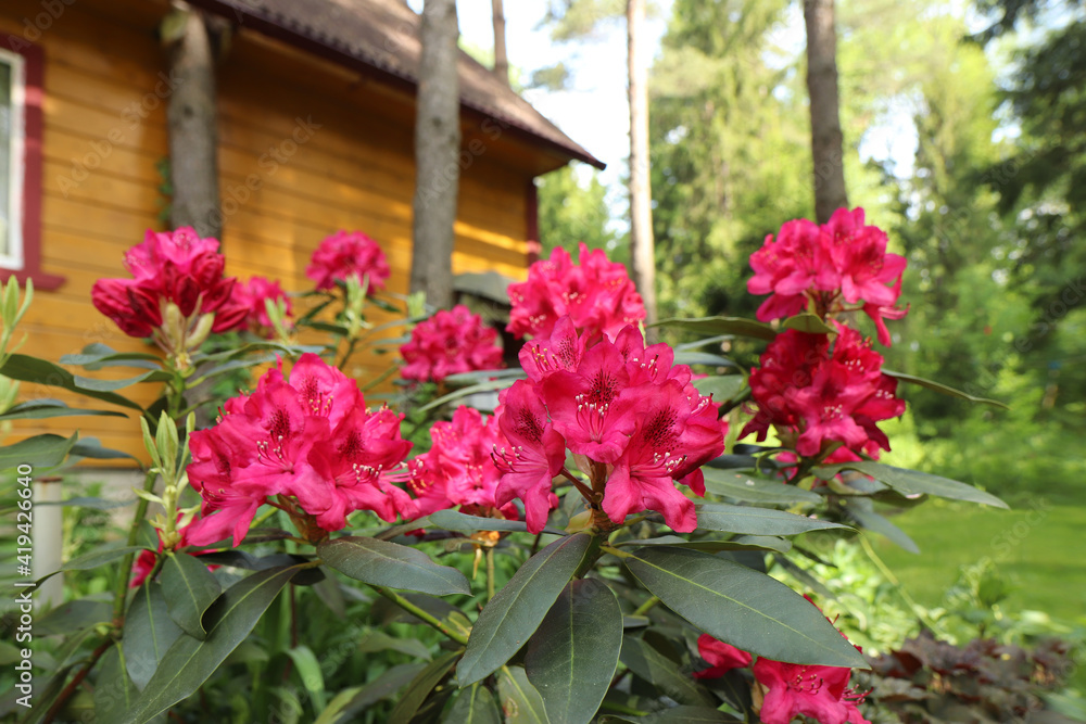 flowers in a garden flowers in a garden