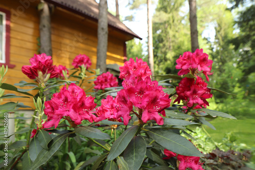 flowers in a garden