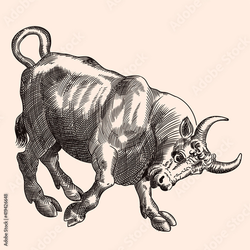 A furious bull stands in a pose with its horns thrust forward. Vector image of a medieval engraving on a beige background.