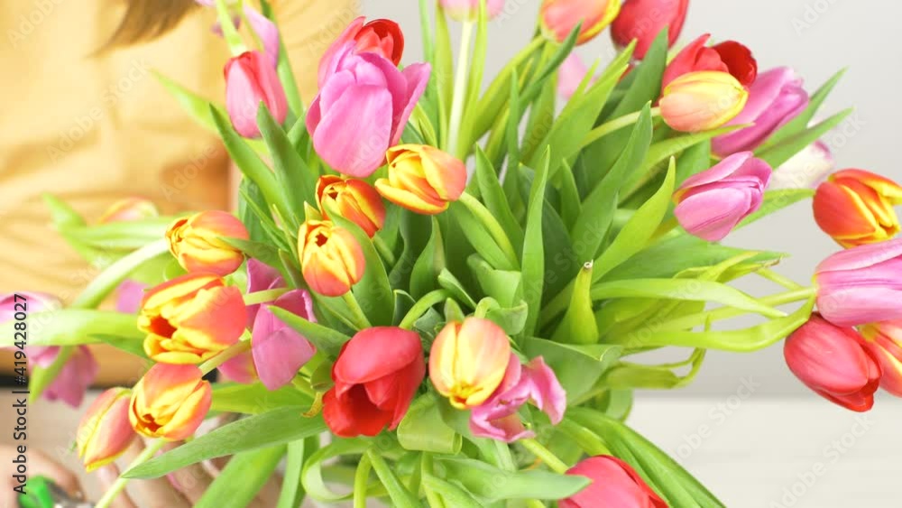 a girl cuts tulips from the bouquet into the vase a girl cuts tulips from the bouquet into the vase