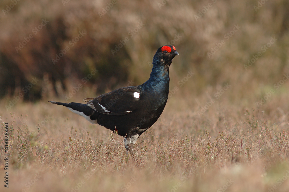 Black Grouse, Korhoen, Lyrurus tetrix Black Grouse, Korhoen, Lyrurus tetrix