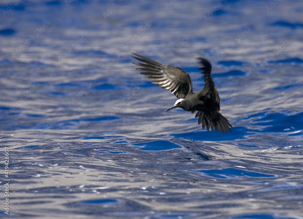 Black Noddy, Witkapnoddy , Anous minutus Black Noddy, Witkapnoddy , Anous minutus