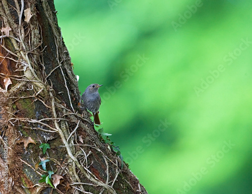 Black Redstart, Zwarte Roodstaart, Phoenicurus ochruros photo