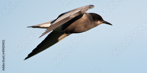Zwarte Stern, Black Tern, Chlidonias niger