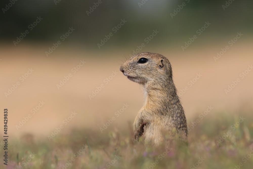Fototapeta premium Little european ground squirrel sitting on the ground. (Spermophilus citellus). Wildlife scene from nature.