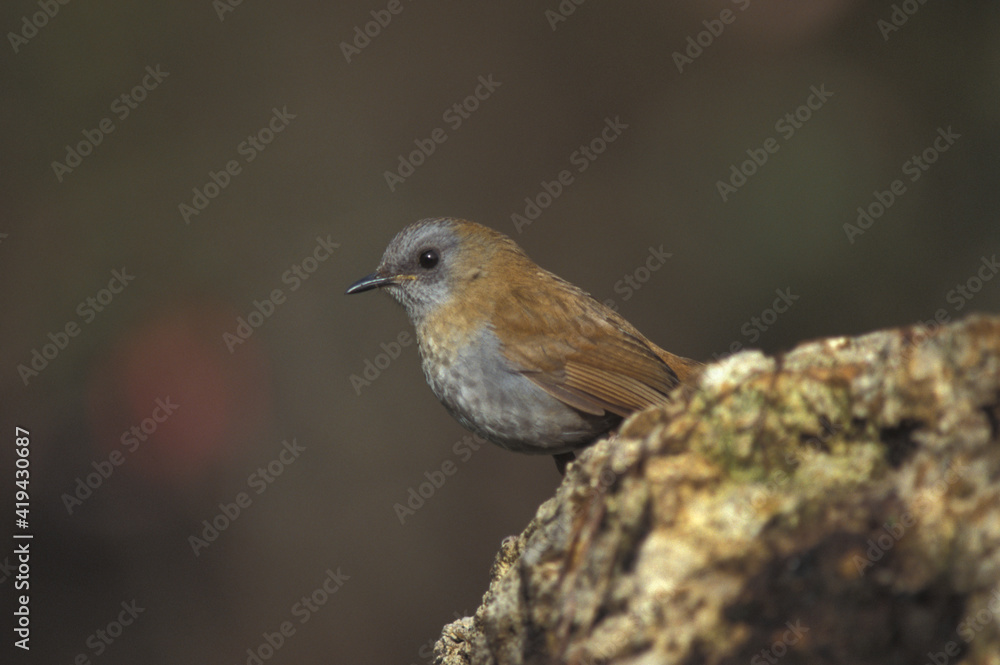 Black-billed Nightingale Thrush, Catharus gracilirostris Black-billed Nightingale Thrush, Catharus gracilirostris
