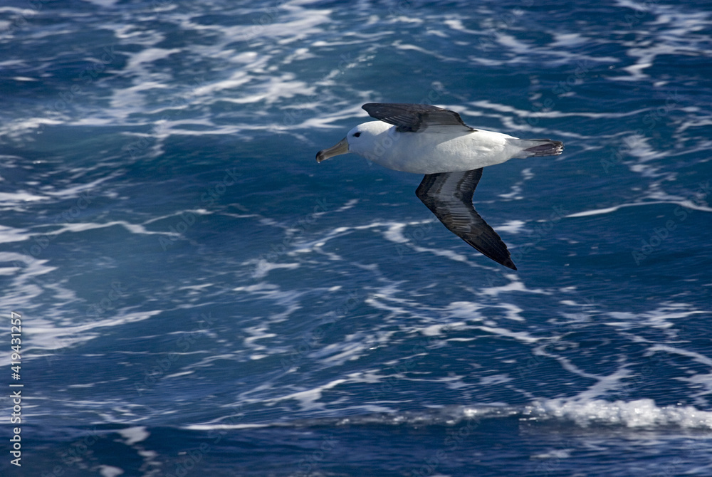 Obraz premium Black-browed Albatross, Wenkbrauwalbatros, Thalassarche melanophrys