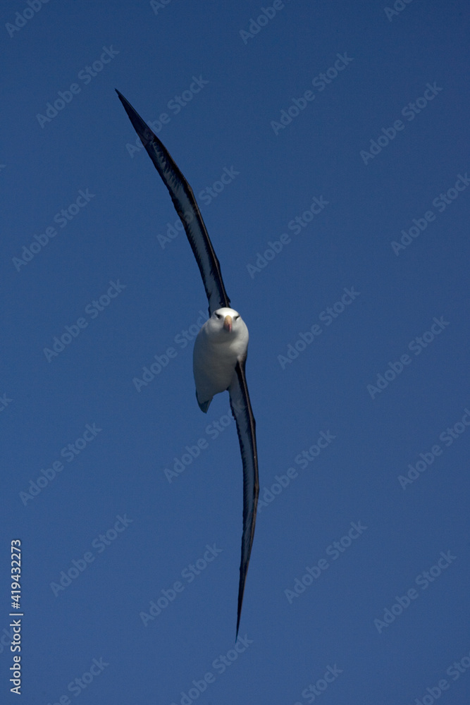 Black-browed Albatross, Wenkbrauwalbatros, Thalassarche melanophrys Black-browed Albatross, Wenkbrauwalbatros, Thalassarche melanophrys
