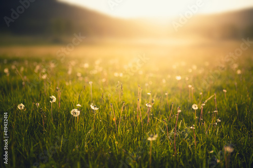 Forest meadow with fresh green grass and dandelions at sunset. Selective focus. Beautiful summer nature background. © smallredgirl