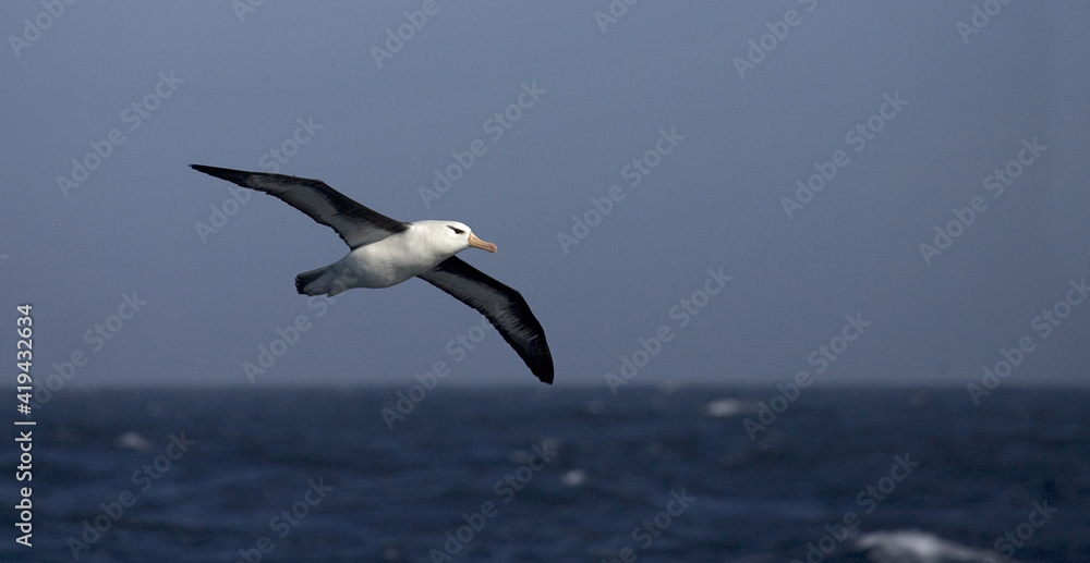 Black-browed Albatross, Wenkbrauwalbatros, Thalassarche melanophrys Black-browed Albatross, Wenkbrauwalbatros, Thalassarche melanophrys