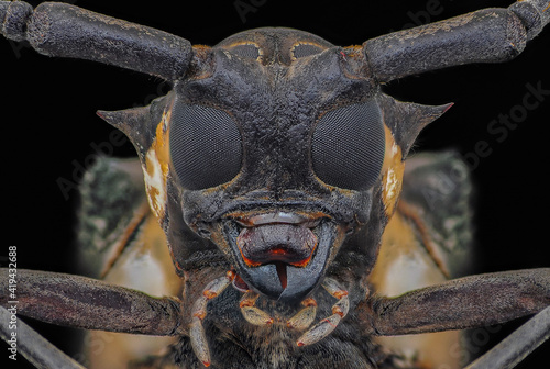 Extreme close-up of a Longhorn Beetle, Indonesia