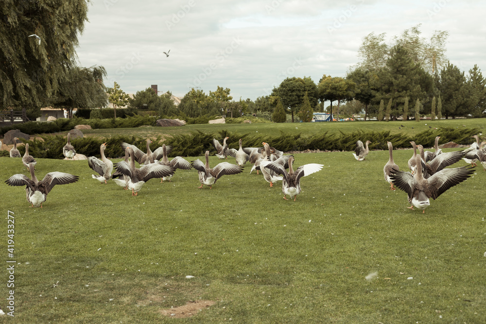 geese on a beautiful landscape