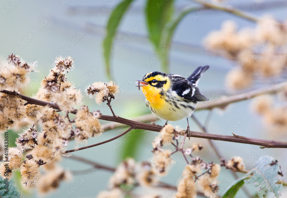 Oranjekeelzanger, Blackburnian Warbler, Dendroica fusca