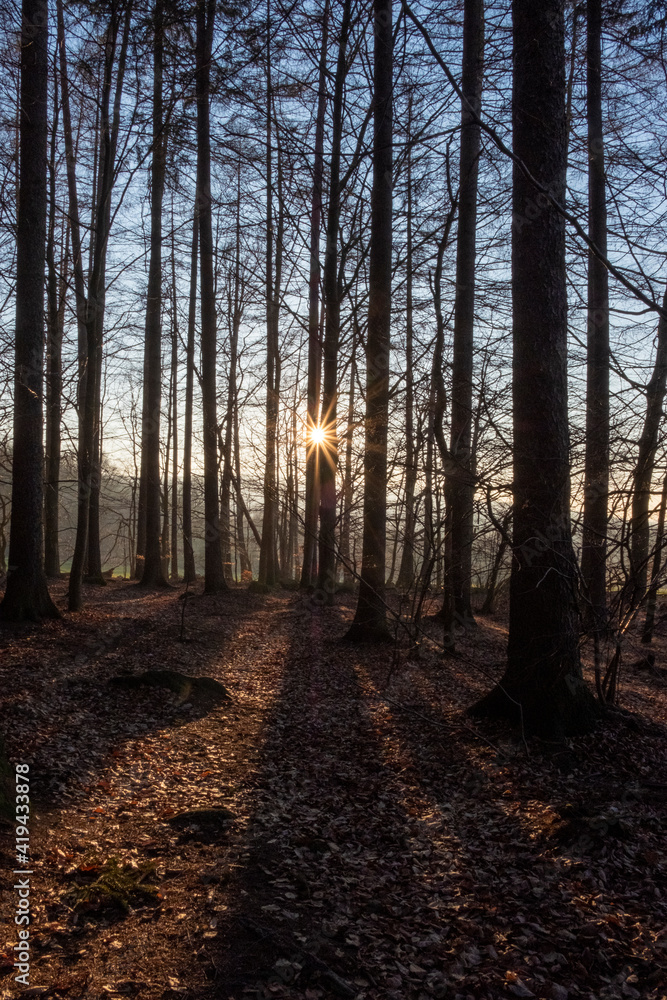 Obraz premium Abendstimmung im Wald