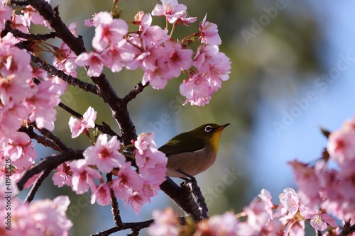 馬見丘陵公園 河津桜とメジロ