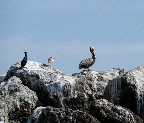 Pelican sitting on the breakwater outside Marina del Rey, Los Angeles California.
