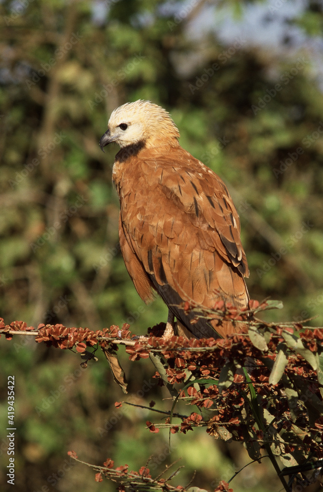 Black-collared Hawk, Moerasbuizerd, Busarellus nigricollis Black-collared Hawk, Moerasbuizerd, Busarellus nigricollis