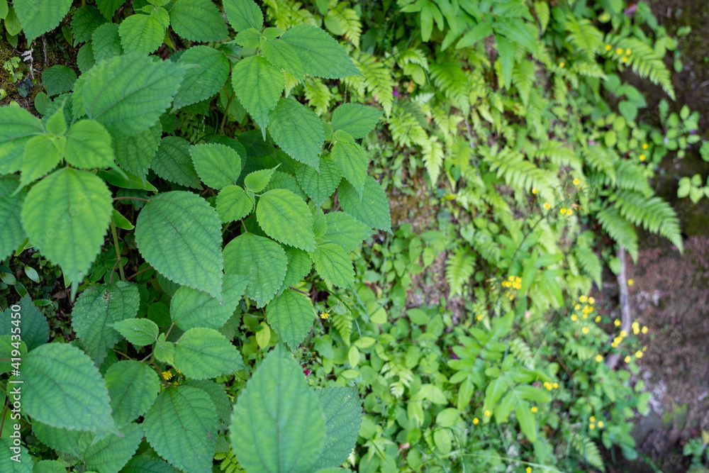 Close up Stone wall covered with green plants and many kind of ferns as background of Mountain Side Cliff in Japan. Close up Stone wall covered with green plants and many kind of ferns as background of Mountain Side Cliff in Japan.