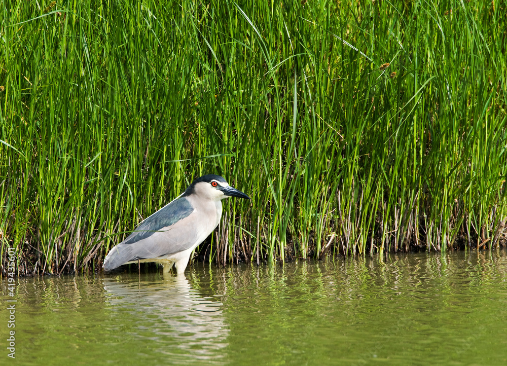Kwak, Black-crowned Night Heron, Nycticorax nycticorax Kwak, Black-crowned Night Heron, Nycticorax nycticorax